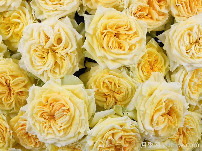 斐波那契蒙娜丽莎月季(图3)