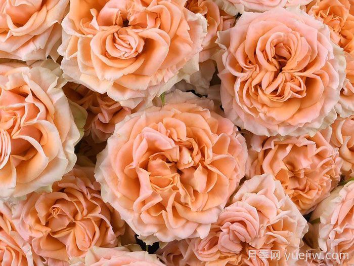 斐波那契奥里斯月季(图2)