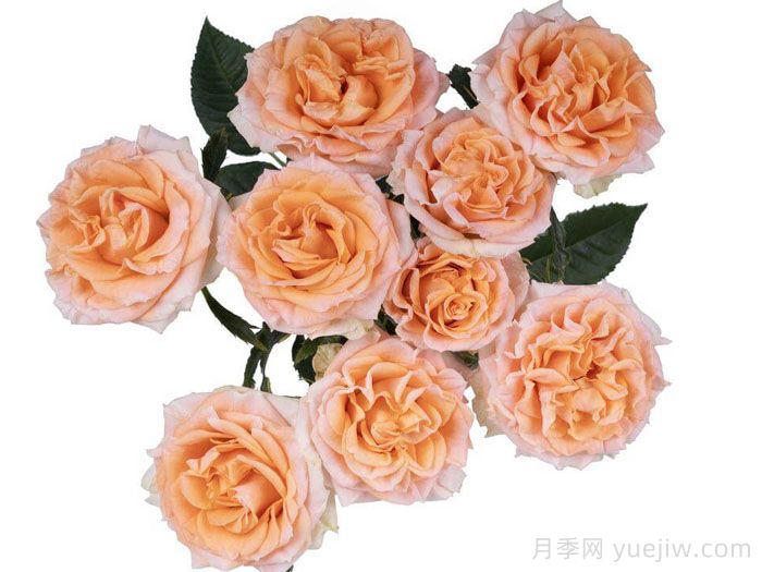 斐波那契奥里斯月季(图1)