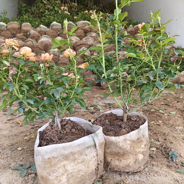 月季修剪有技巧,掌握要点复花快能开好几茬(图1) 月季修剪有技巧,掌握要点复花快能开好几茬(图1)