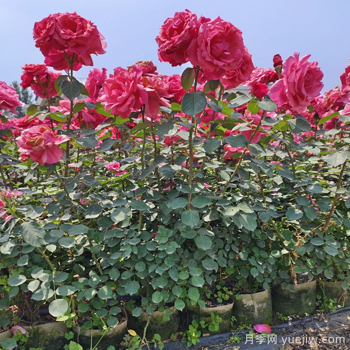 月季修剪有技巧,掌握要点复花快能开好几茬(图2) 月季修剪有技巧,掌握要点复花快能开好几茬(图2)