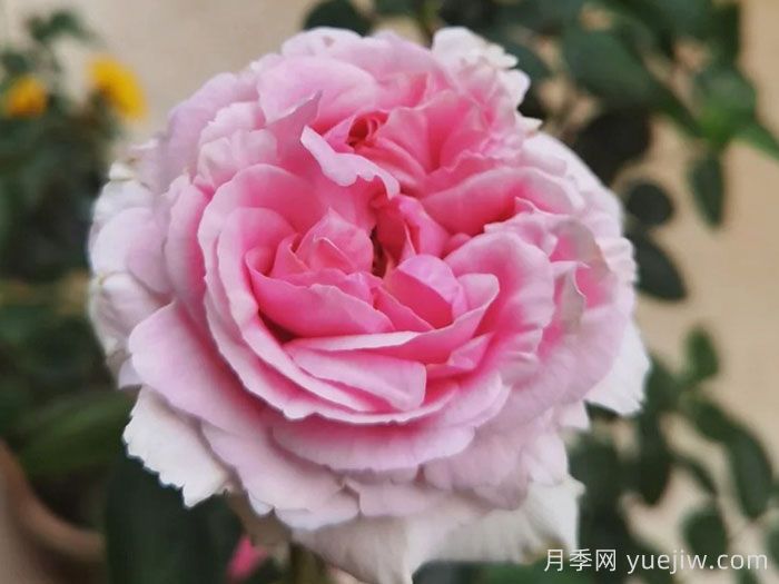 伊芙幻塔索斯月季(图1)