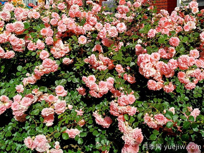 粉色回忆月季(图2)