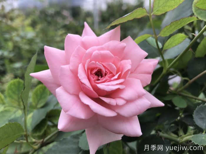 粉色回忆月季(图1)