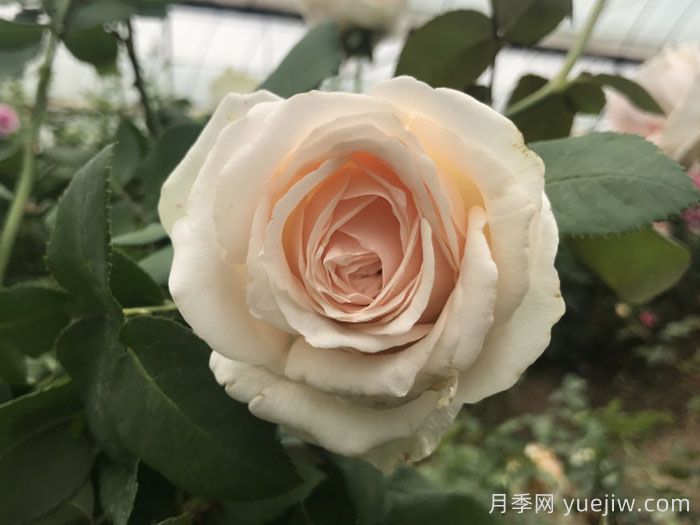 乳酪蛋糕月季(图1)