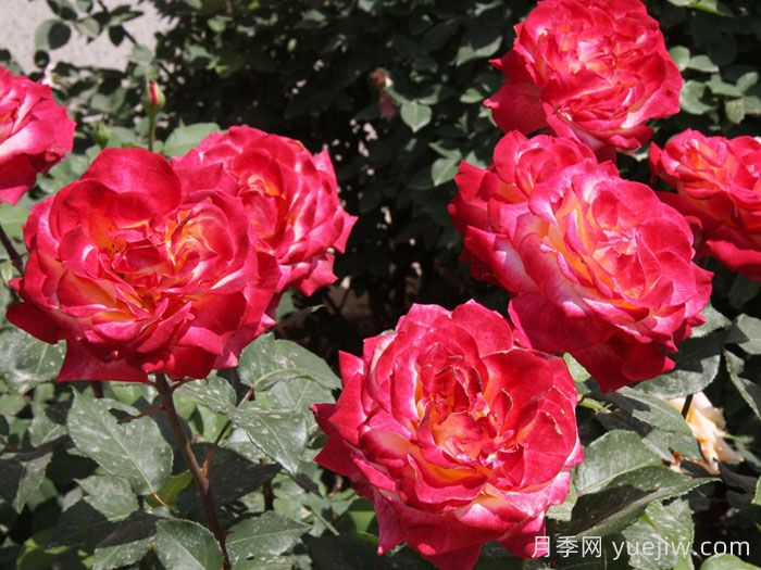 哈雷彗星月季(图2)