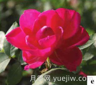 天山之星月季(图1)