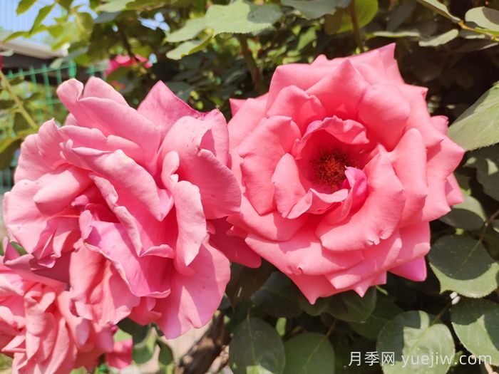 月季知识知多少?最全的月季百科知识!(图3) 月季知识知多少?最全的月季百科知识!(图3)