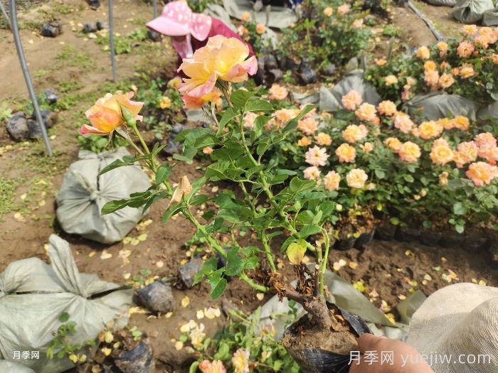 超实用的月季全年养护指南(图3)