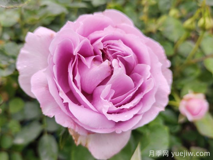 盘点热门的蓝紫色月季品种，你喜欢哪一款？(图2)