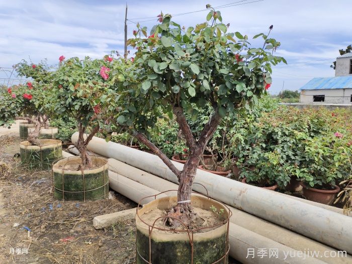盆栽月季养护剪枝,这几点一定要留意(图1) 盆栽月季养护剪枝,这几点一定要留意(图1)