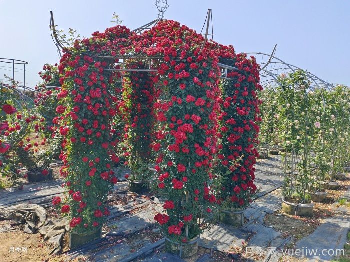 月季树为城市园林绿化增添色彩，南阳月季种类多(图2)