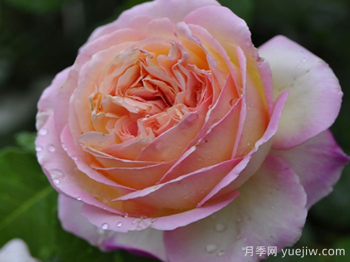 别养普通月季花了，推荐3款会变色的月季(图2)