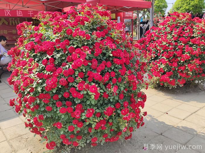 造型月季花球在城市园林绿化中的应用(图1)