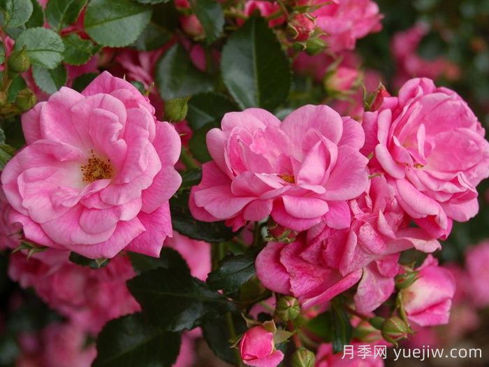 地被月季：城乡绿化园林美化的优秀选择（附常用品种）(图6)