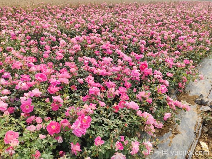 月季：常开不败的和平之花(图2)