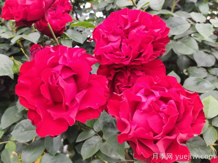 藤本月季：城市立体绿化彩色花木主力(图5)