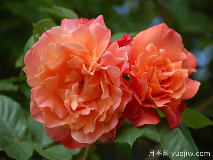藤本月季：城市立体绿化彩色花木主力(图6)