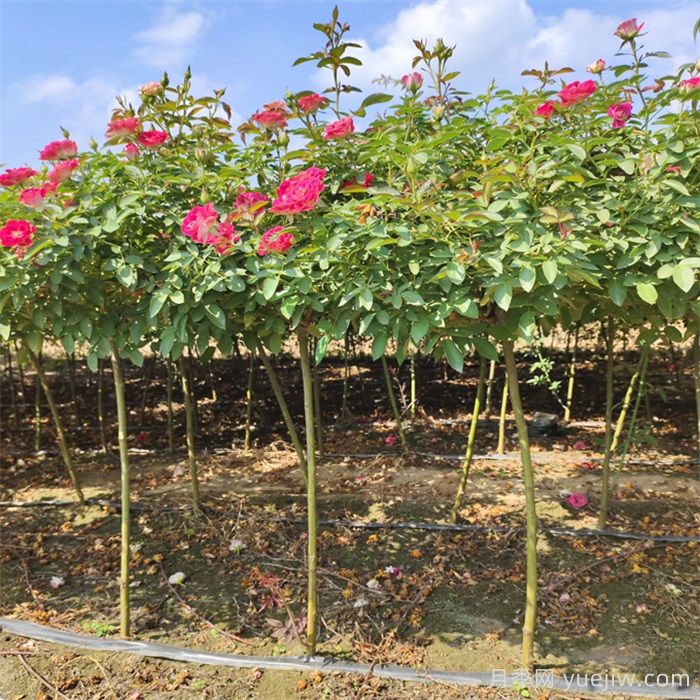 夏季养月季花，浇水施肥哪些是重点？(图1)