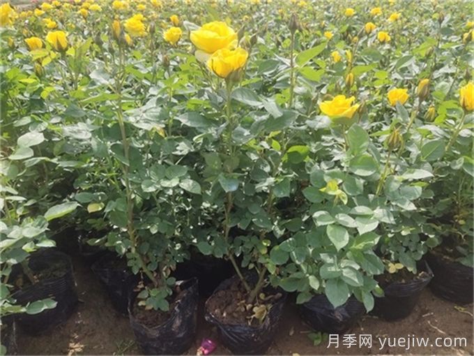 月季又细又长怎么办？如何让月季长得矮壮？(图1)