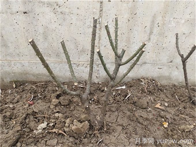 掌握三大原则，月季修剪太简单(图2)