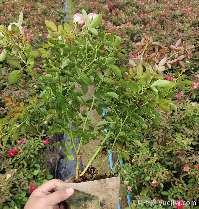 刚买的南阳月季花怎么处理？(图1)