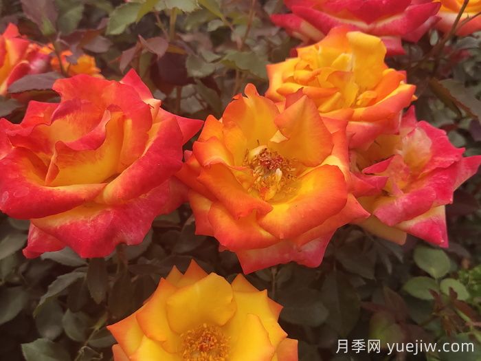 月季遇到诗词，一起来赏析(图2)