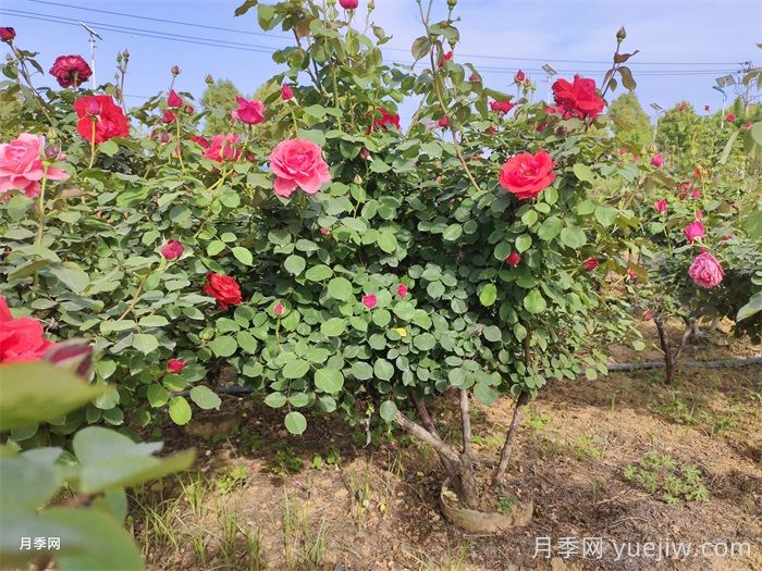 8月养月季做对3件事，秋季月季花满血复活(图1)