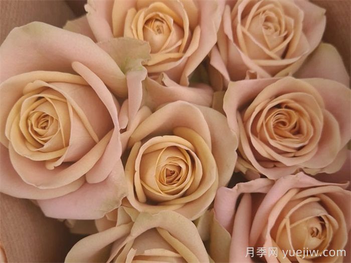 斗南花市切花月季迎来七夕节交易巅峰(图1)