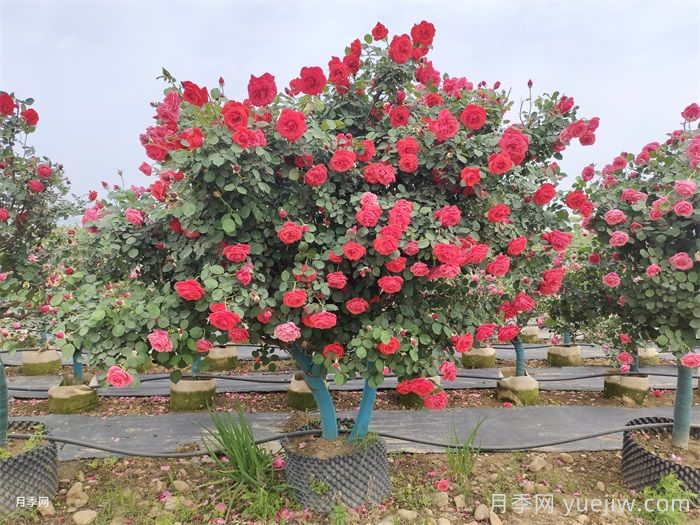 月季花怎么管理开花又多又大？做好四点(图2)