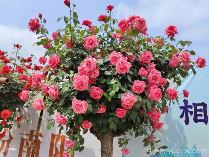 不同株型月季秋季如何修剪?秋剪时间和方法(图1) 不同株型月季秋季如何修剪?秋剪时间和方法(图1)