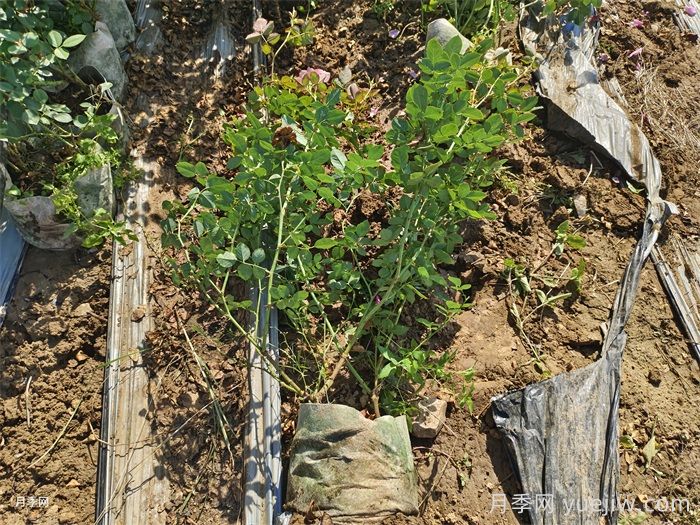 不同株型月季秋季如何修剪?秋剪时间和方法(图3) 不同株型月季秋季如何修剪?秋剪时间和方法(图3)