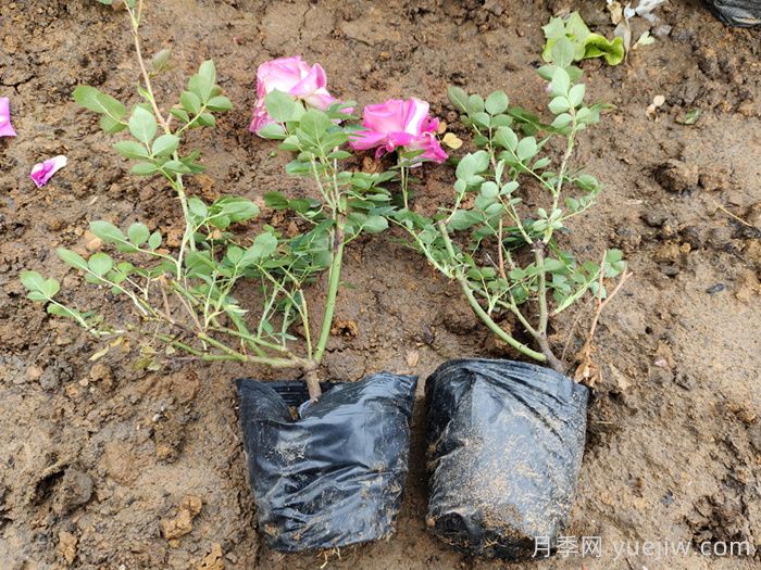 月季打顶是什么意思？教你正确打顶，实现矮壮月季(图3)