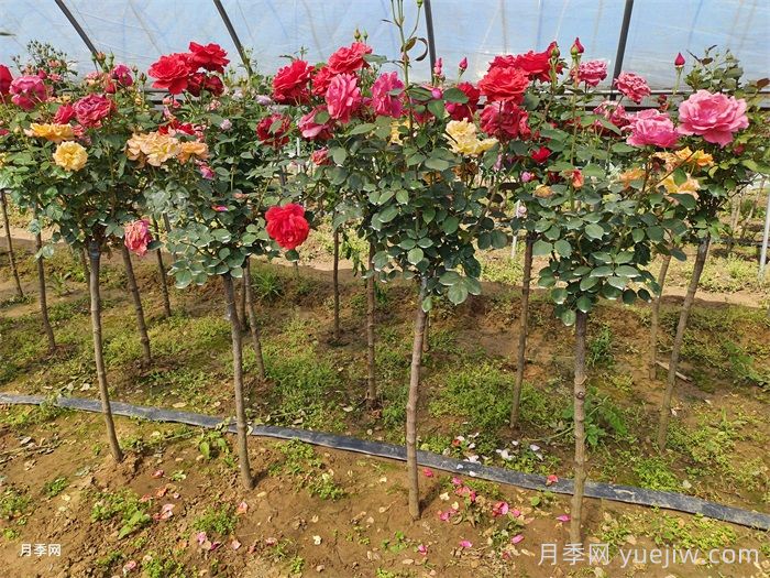 月季变花月季树的技巧，欧月花苞满树冠(图1)