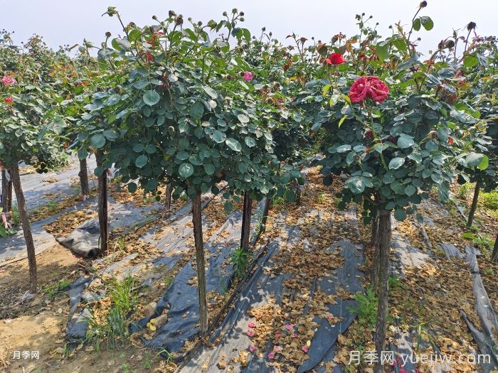 月季变花月季树的技巧，欧月花苞满树冠(图2)