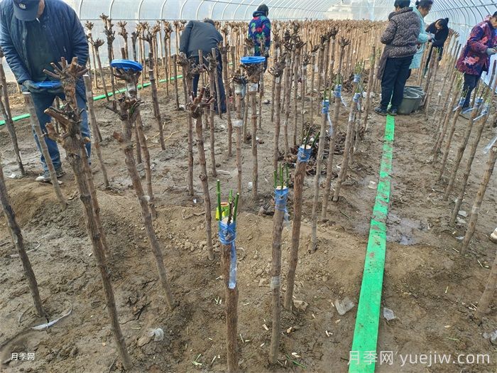 月季变花月季树的技巧，欧月花苞满树冠(图3)