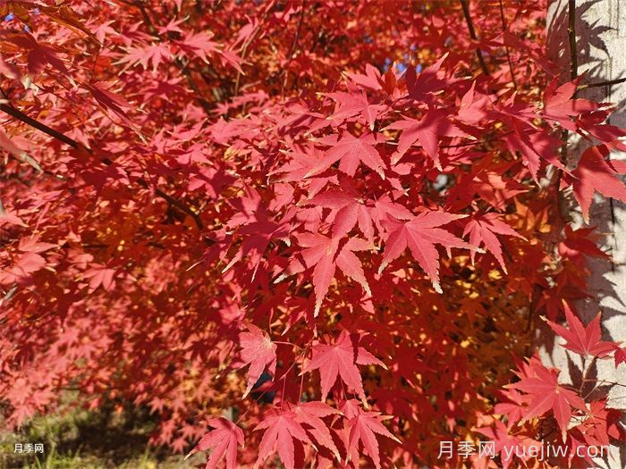 入秋红枫如何养护？秋天叶子鲜红似火(图1)