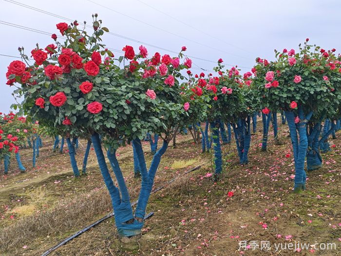初秋时节如何移栽树状月季才能提高成活率？(图3)