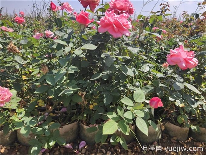 夏天月季黑杆怎么救?!(图3) 夏天月季黑杆怎么救?(图3)