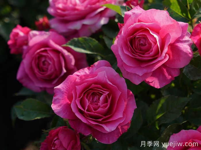 茜桃凝粉月季(图1) 茜桃凝粉月季(图1)