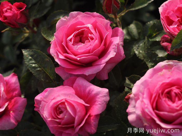 茜桃凝粉月季(图2) 茜桃凝粉月季(图2)