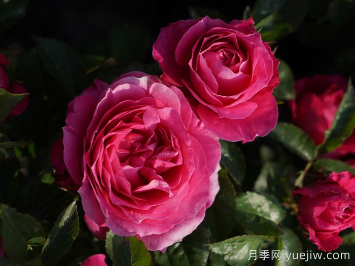 茜桃凝粉月季(图3) 茜桃凝粉月季(图3)