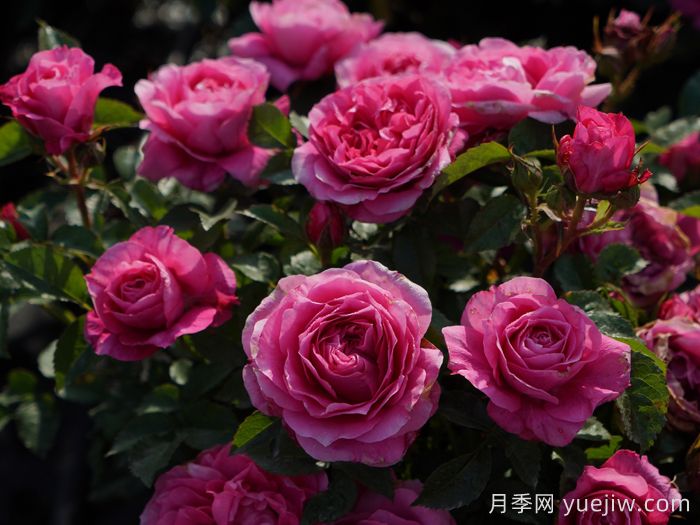 茜桃凝粉月季(图4) 茜桃凝粉月季(图4)