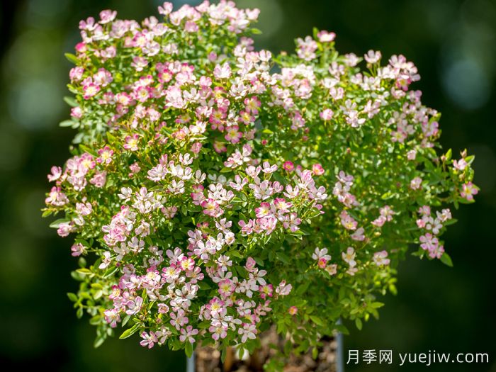 杏花雨月季(超微)(图2)