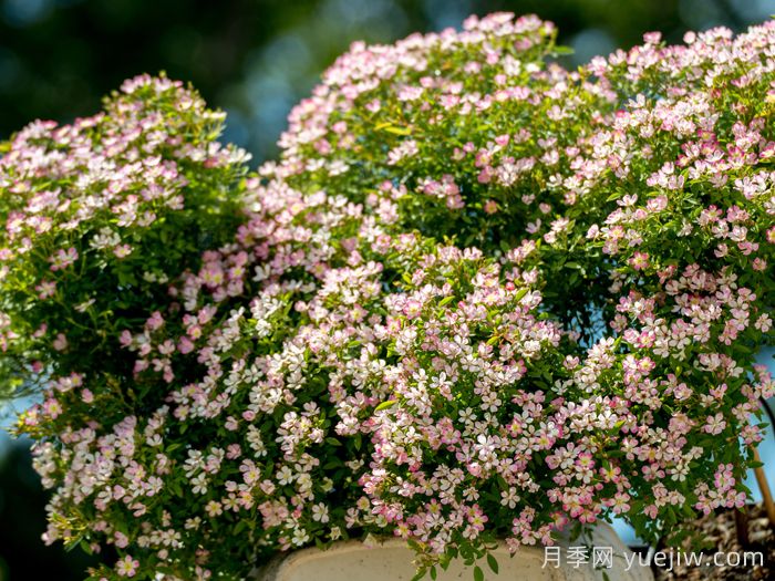 杏花雨月季(超微)(图3)