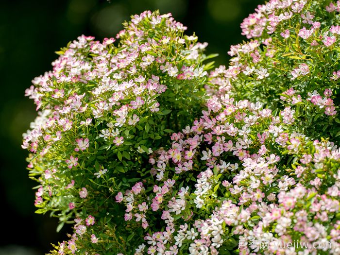 杏花雨月季(超微)(图1)