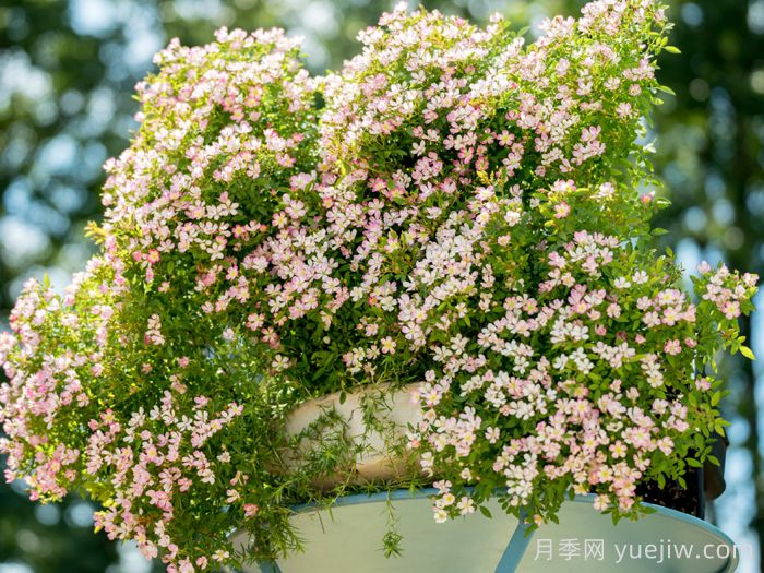 杏花雨月季(超微)(图4)