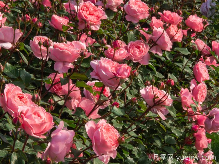 蜜语月季(图3)