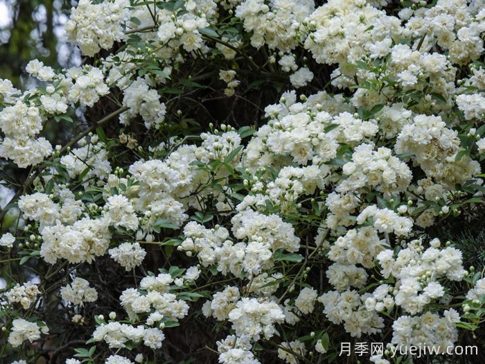 白木香蔷薇(图1)