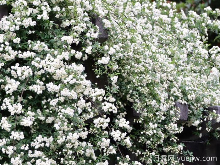 白木香蔷薇(图2)